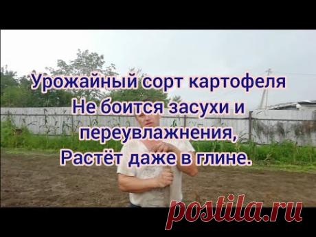 Урожайный сорт картофеля. Не боится засухи и переувлажнения, растёт даже в глине.