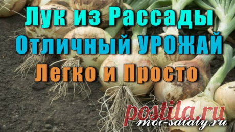 Не многие огородники выращивают рассаду лука для посева, в основном всё делают по старинке, используя лук севок, хотя есть уже надёжный и проверенный способ получения отличного урожая лука.

Сорта лука, которые уже проверены неоднократно: «Экси­бишен», «Глобо» — это салатные сорта лука, сладкие, сочные и очень вкусные. Сорт лука-севка всегда выбираем «Центурион» — отлично хранится, крупный. Семена сеем в хорошую, заранее приготовленную почву.