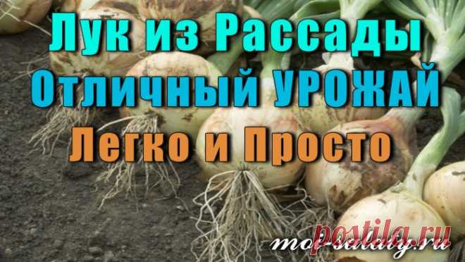 Не многие огородники выращивают рассаду лука для посева, в основном всё делают по старинке, используя лук севок, хотя есть уже надёжный и проверенный способ получения отличного урожая лука.

Сорта лука, которые уже проверены неоднократно: «Экси­бишен», «Глобо» — это салатные сорта лука, сладкие, сочные и очень вкусные. Сорт лука-севка всегда выбираем «Центурион» — отлично хранится, крупный. Семена сеем в хорошую, заранее приготовленную почву.