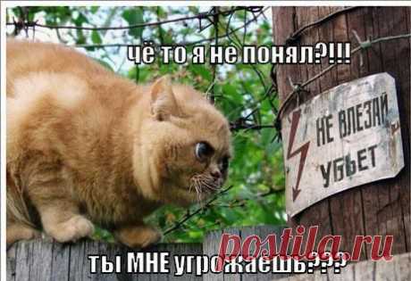 Порция кототерапии :)) | МАЛЕНЬКАЯ СТРАНА МС
