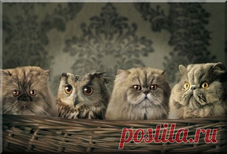 Мой Мир@Mail.Ru