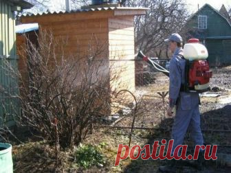 Чем обрабатывать садовые деревья и кустарники весной .

Нельзя заранее предугадать, какие заболевания или вредители посетят наши плодовоягодные растения в следующем сезоне. Если погода сырая – жди вспышки парши на яблонях и грушах, серой гнили на землянике, хлороз на винограде и деревьях, на смородине – септориоз и антракноз. В сухую и жаркую погоду эти заболевания приостанавливаются или отступают совсем, если проводить своевременные профилактические обработки растений. 

...