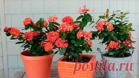 Комнатное растение Иксора (Ixora). Род назван по имени малабарского божества, которому в старину местные жители посвящали эти растения. Чаще всего выращивают иксору ярко-красную (I.coccinea). Из других видов в культуре с 1846 г. встречается иксора яванская (I.javanica) - кустарник с буроватыми или красноватыми побегами. Высота растения может достигать 60 см. Иксору можно обрезать, только делать это надо осторожно, чтобы не осыпались цветки и бутоны. Цветет летом в течение 2 месяцев.