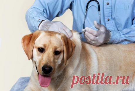 Как делать укол собаке внутримышечно – все тонкости проведения процедуры - медиаплатформа МирТесен Болезни питомцев – распространенное явление, поэтому нередко возникает необходимость сделать укол собаке, оказав ей медицинскую помощи. Давать им лекарства не всегда удается, поэтому одними из важнейших медицинских манипуляций становятся внутримышечные уколы собаке, которые приходится делать...