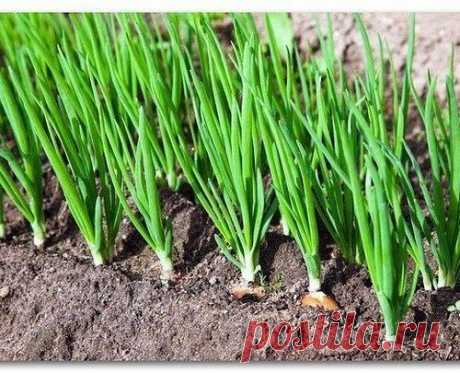 Кончики перышек лука побледнели,а само перо стало желтоватого цвета