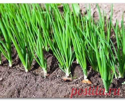 Кончики перышек лука побледнели,а само перо стало желтоватого цвета