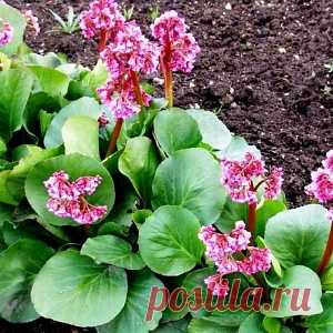 Лекарственные растения.