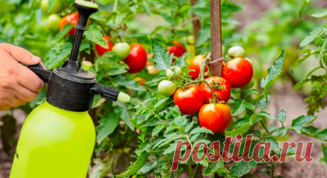Подкормки для томатов: какие удобрения и когда применять для богатого урожая | Дружникова Валентина | Дзен