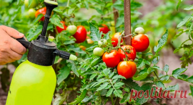 Подкормки для томатов: какие удобрения и когда применять для богатого урожая | Дружникова Валентина | Дзен