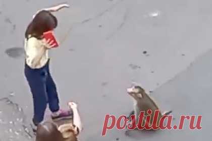 Гуляющая по улицам российского города обезьяна покусала детей и попала на видео. Жители Магнитогорска Челябинской области сообщили, что по улицам города прогуливается обезьяна. По словам очевидцев, сначала животное вело себя спокойно, но стало проявлять агрессию, когда его попытались поймать. Некоторые предположили, что обезьяна просто напугана.