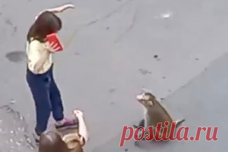 Гуляющая по улицам российского города обезьяна покусала детей и попала на видео. Жители Магнитогорска Челябинской области сообщили, что по улицам города прогуливается обезьяна. По словам очевидцев, сначала животное вело себя спокойно, но стало проявлять агрессию, когда его попытались поймать. Некоторые предположили, что обезьяна просто напугана.