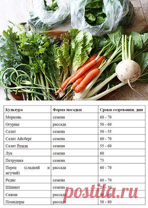 Выращивание овощей для летнего салата