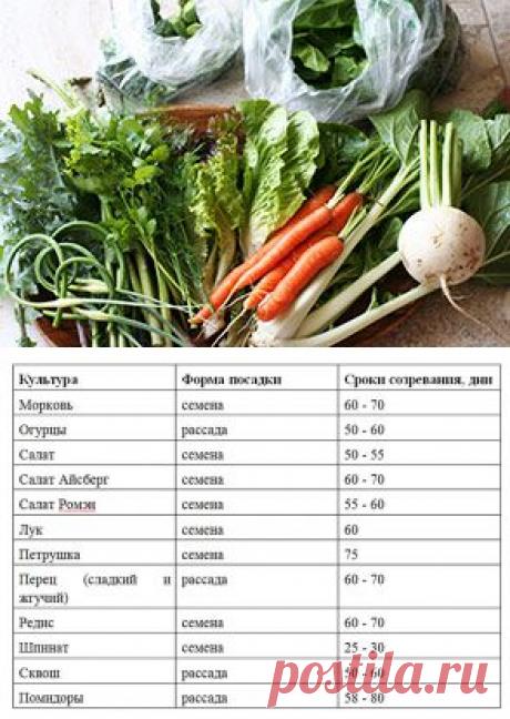 Выращивание овощей для летнего салата