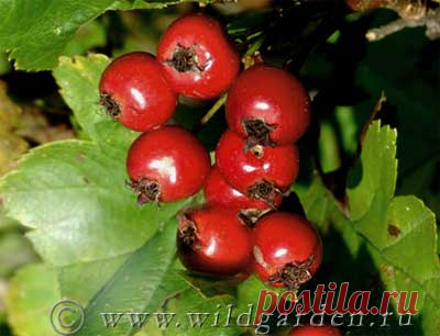 БОЯРЫШНИК - Выращивание и уход - Сад и огород - Дикий Дачник