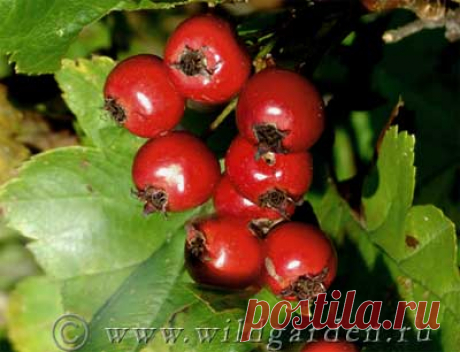 БОЯРЫШНИК - Выращивание и уход - Сад и огород - Дикий Дачник