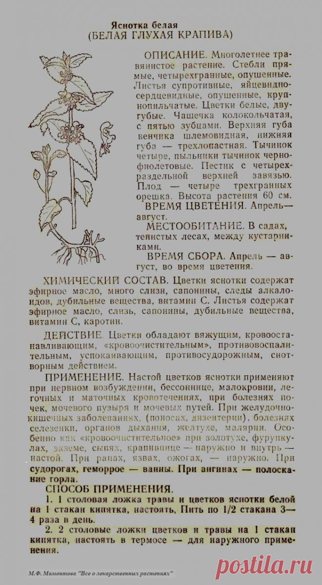 Яснотка белая (белая глухая крапива)