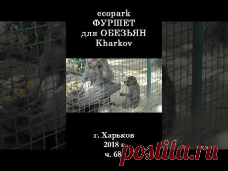█ ЭкоПарк Харьков ч.68 / ФУРШЕТ для ОБЕЗЬЯН / 2018 г. #shorts