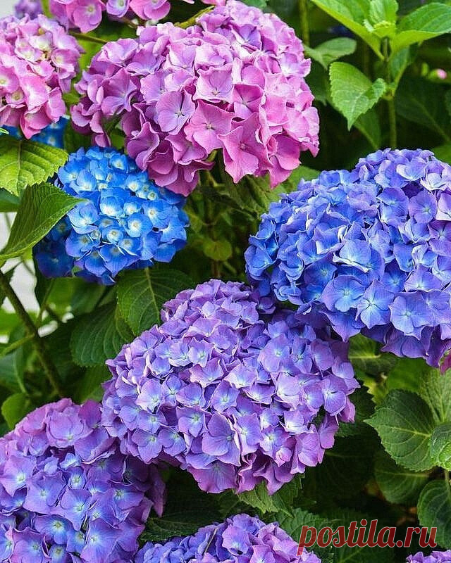 🏵️ЗОЛОТЫЕ ПРАВИЛА ОСЕННЕГО УХОДА ЗА ГОРТЕНЗИЕЙ🏵️ Многие сорта... | Интересный контент в группе НПО 