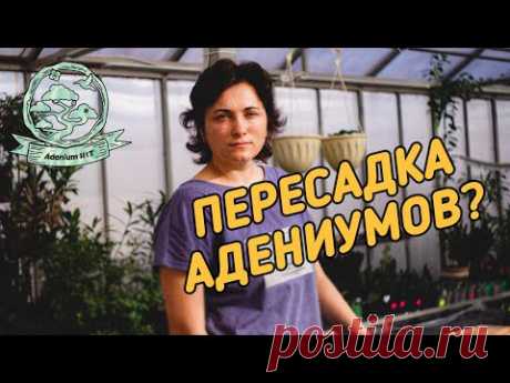 Когда Ты Не Знаешь Как Пересадить Адениум...