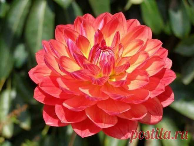 (103) Beautiful World of Flowers