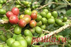 Польза зеленого кофе. Диетические свойства.