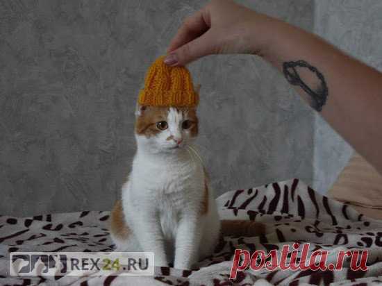 КОТ ИЗ ВОЛГОГРАДА В ВЯЗАНОЙ ШАПКЕ СТАЛ НОВЫМ МЕМОМ | Rex24.ru - все о питомцах: собаки, кошки | Яндекс Дзен