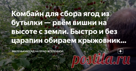 Комбайн для сбора ягод из бутылки — рвём вишни на высоте с земли. Быстро и без царапин обираем крыжовник и смородину На изготовление комбайна затратим 1 минуту.