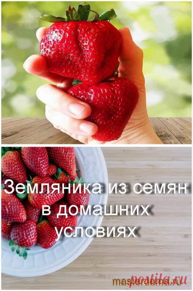 Земляника из семян в домашних условиях