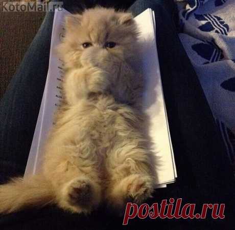 Пуховичек | KotoMail.ru