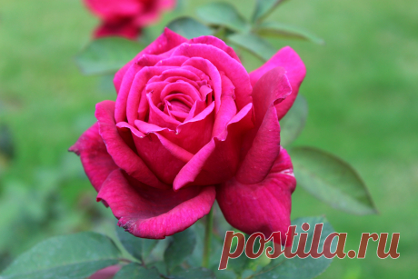 роза