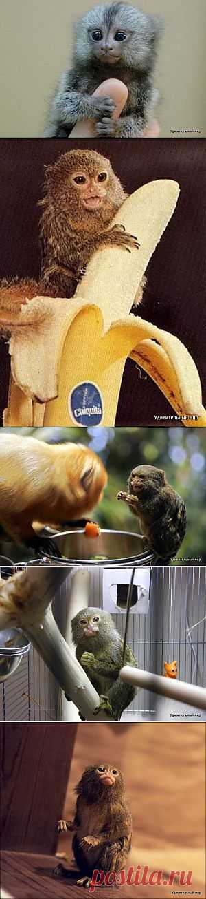 Игрунка карликовая | Удивительный мир природы