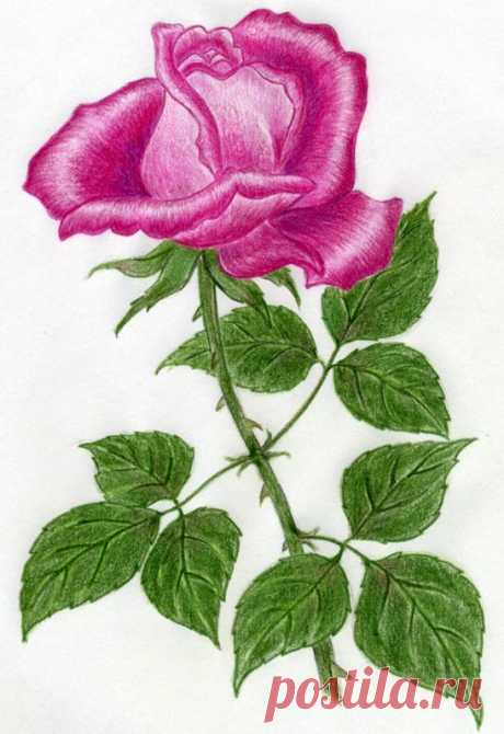 Как нарисовать розу цветными карандашами