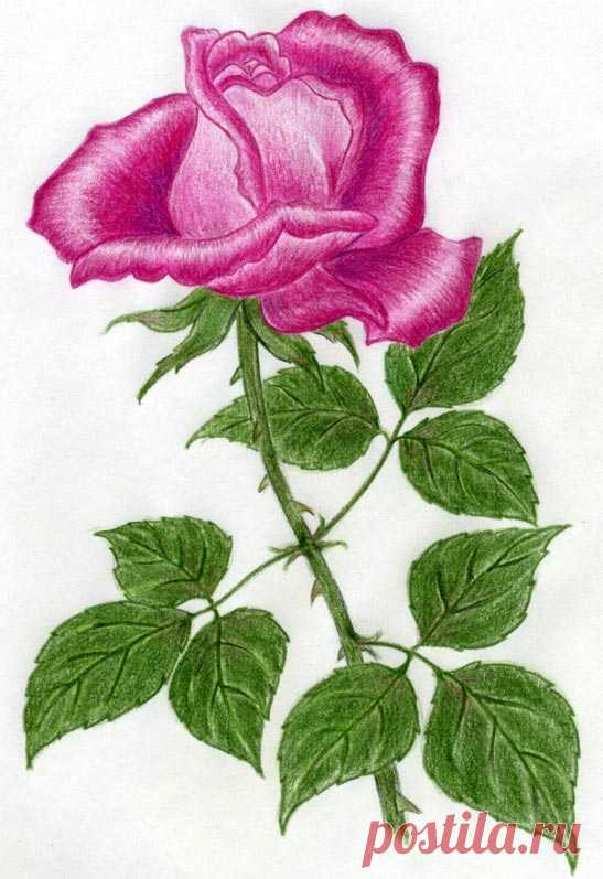 Как нарисовать розу цветными карандашами
