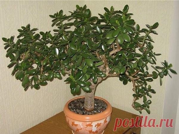 "Денежное дерево» для здоровья.

Толстянка имеет множество разновидностей. Однако наиболее распространена в качестве комнатного растения толстянка древовидная, или «денежное дерево», Иногда еще это растение называют крассула, жирянка.

ВНИМАНИЕ !
В толстянке содержится в высокой концентрации мышьяк, поэтому злоупотреблять внутренним приемом лечебных препаратов на основе этого растения не рекомендуется. При передозировке наблюдаются рвота, понос, нарушения сознания.