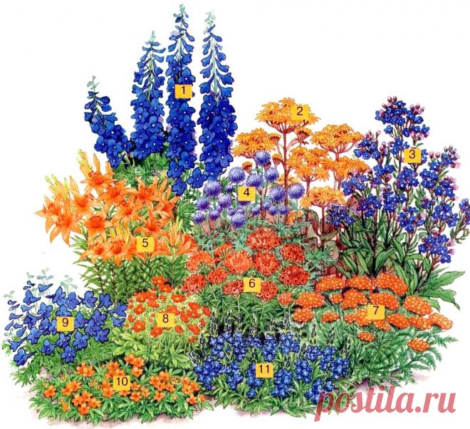 Как правильно выбрать растения для освещённых мест Все растения любят свет, но далеко не каждое растение сможет расти на самом солнечном месте. А ведь именно в ярких солнечных лучах цветник смотрится лучше всего. Давайте посмотрим какие растения лучше всего подбирать для таких цветников и как их лучше компоновать. Используемые растения Рослый темно-синий шпорник (Delphinium); Бузульник зубчатый (Ligularia dentata); Анхуза лазуревая (Anchusa azurea) «Loddon …