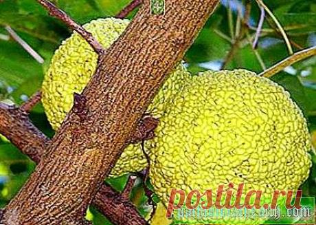 Маклура: лечебни свойства. Маклура: приложение, подготовка - Алтернативна Медицина - 2020 Ябълката на Адам е плод на голямо, широколистно дърво от оранжево маклора, принадлежащо към семейството на черницата. Родината му е Южна Америка, където днес расте. Въпреки че днес макулата, снимката на която е представена в тази статия, може да се намери в Крим, южните райони на Русия, Америка и Централна Азия.