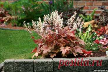 Дачникам. Гейхера: огонь в тени сада «Гейхера: огонь в тени сада».Гейхера &mdash; это не просто растение, а настоящий акцент в саду, который горит своей яркой листвой с ранней весны и не гаснет даже под лёгким инеем. Её пёстрые листья будто подбирают оттенки заката, лесной подстилки и вечернего неба, превращая каждый уголок...