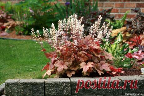 Дачникам. Гейхера: огонь в тени сада «Гейхера: огонь в тени сада».Гейхера &mdash; это не просто растение, а настоящий акцент в саду, который горит своей яркой листвой с ранней весны и не гаснет даже под лёгким инеем. Её пёстрые листья будто подбирают оттенки заката, лесной подстилки и вечернего неба, превращая каждый уголок...