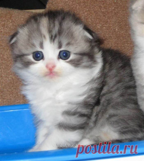 Котята породы хайленд-фолд, самые милые и пушистые создания