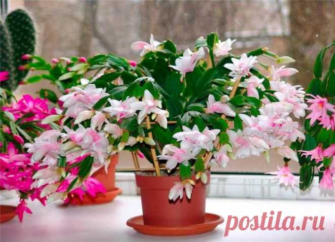 Удобрение для комнатных растений