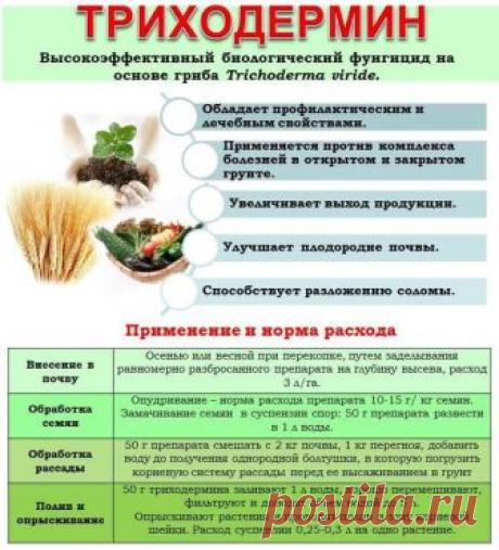 Триходермин - применение, отзывы, как проводить обработку