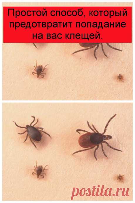Простой способ, который предотвратит попадание на вас клещей.