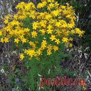 МАГИЯ ЗВЕРОБОЯ