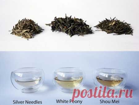 Сорта белого чая и его разновидности » О чае