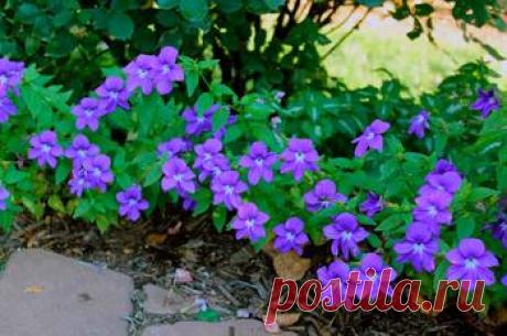 Нолина, или бокарнея – мечта минималиста-фантазёра