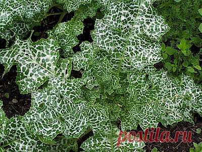 Колючее лекарство — расторопша пятнистая | ПолонСил.ру - социальная сеть здоровья