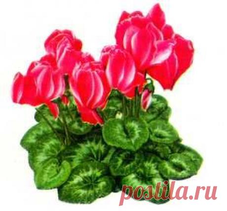 Цветок от гайморита