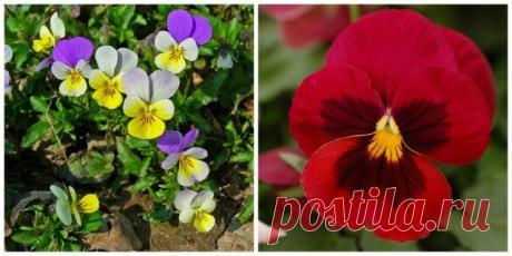 Неприхотливые цветы, которые можно выращивать где угодно