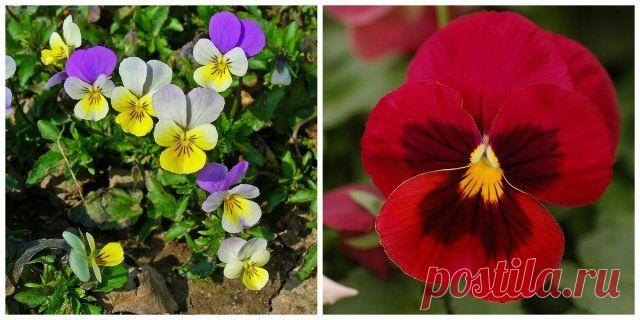 Неприхотливые цветы, которые можно выращивать где угодно