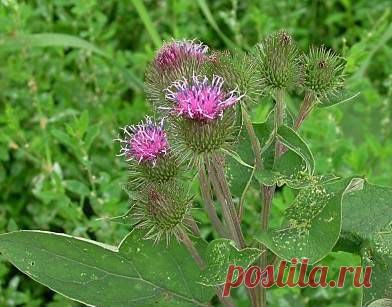 Разносолы из...лопуха!